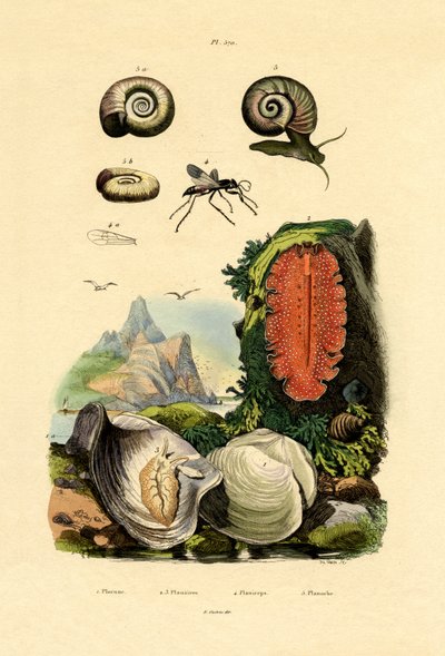 Fensterschnecke von French School
